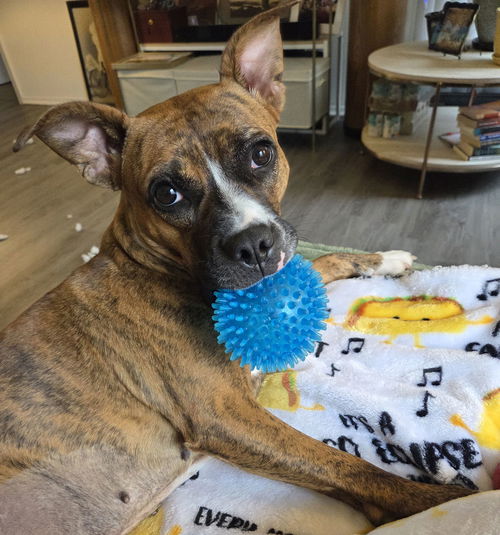 picture of the dog needing adoption