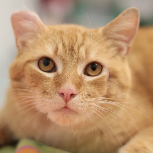 picture of the cat needing adoption