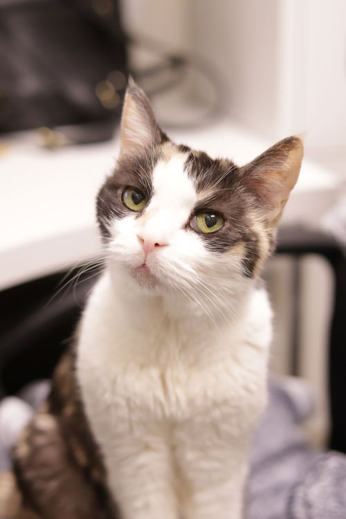 picture of the cat needing adoption