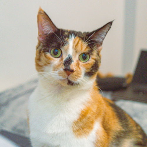 picture of the cat needing adoption