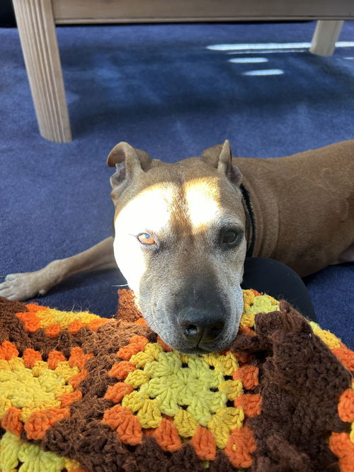 picture of the dog needing adoption