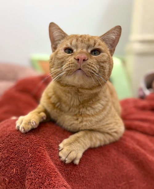 picture of the cat needing adoption