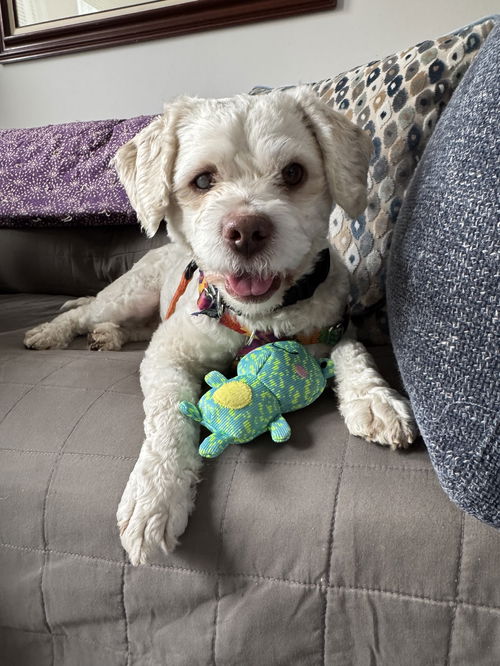 picture of the dog needing adoption