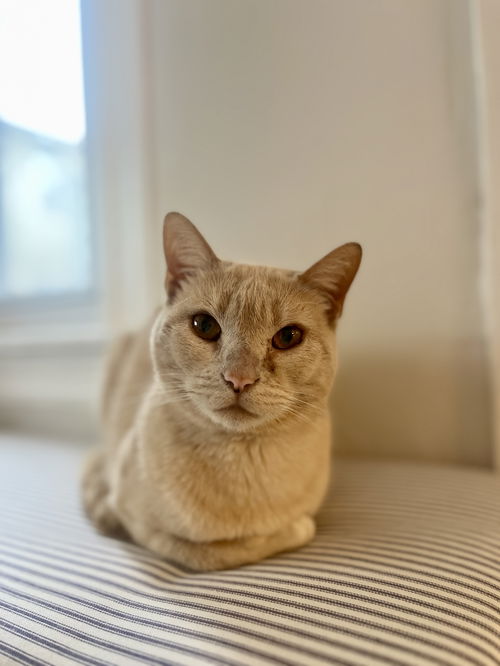 picture of the cat needing adoption