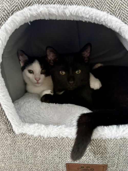 picture of the cat needing adoption