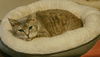 adoptable Cat in  named Olive