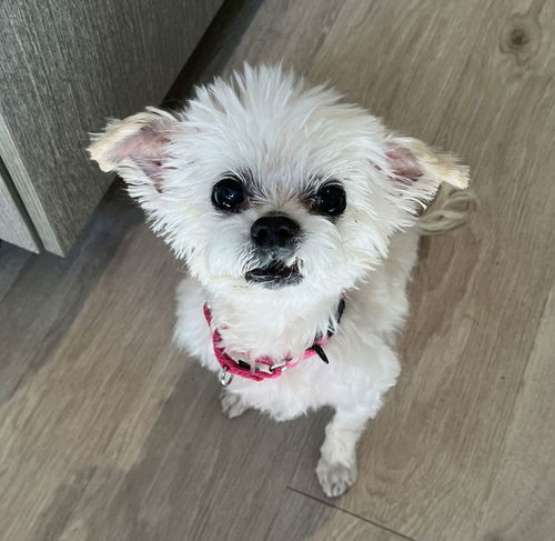 picture of the dog needing adoption