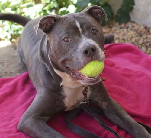 picture of the dog needing adoption