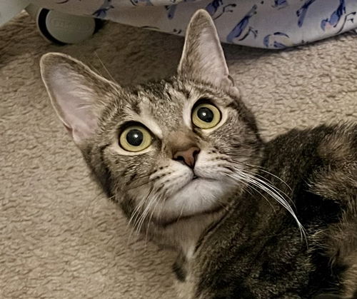 picture of the cat needing adoption