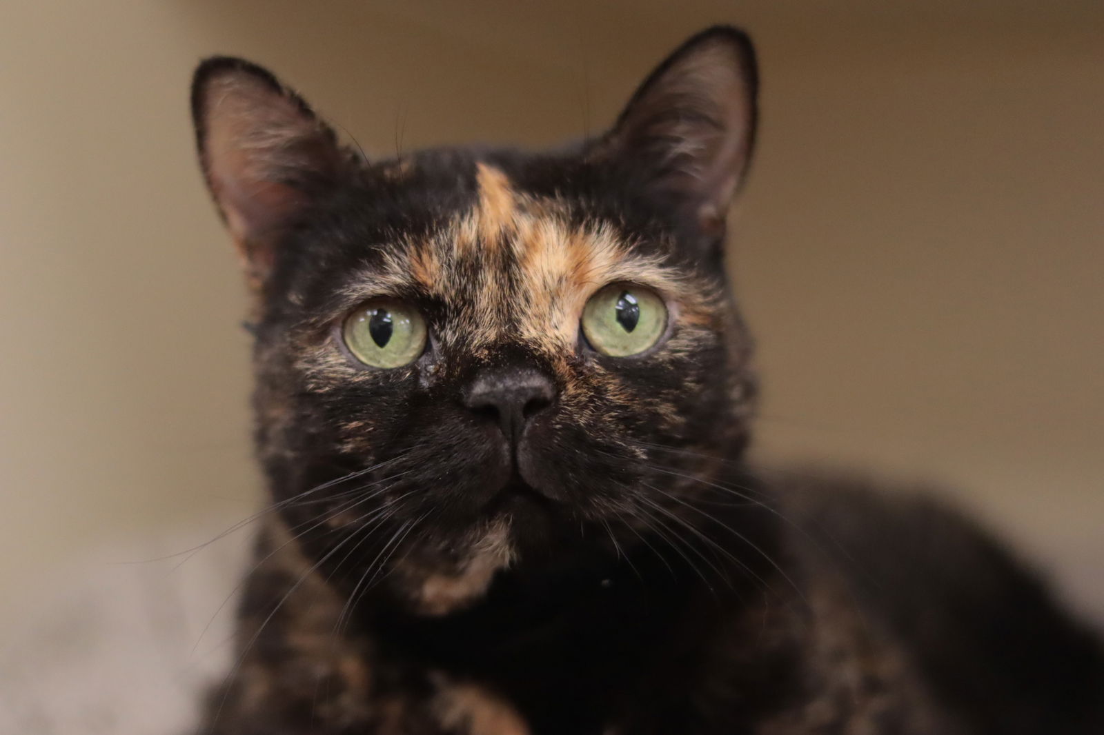 adoptable Cat in Philadelphia, PA named Tula