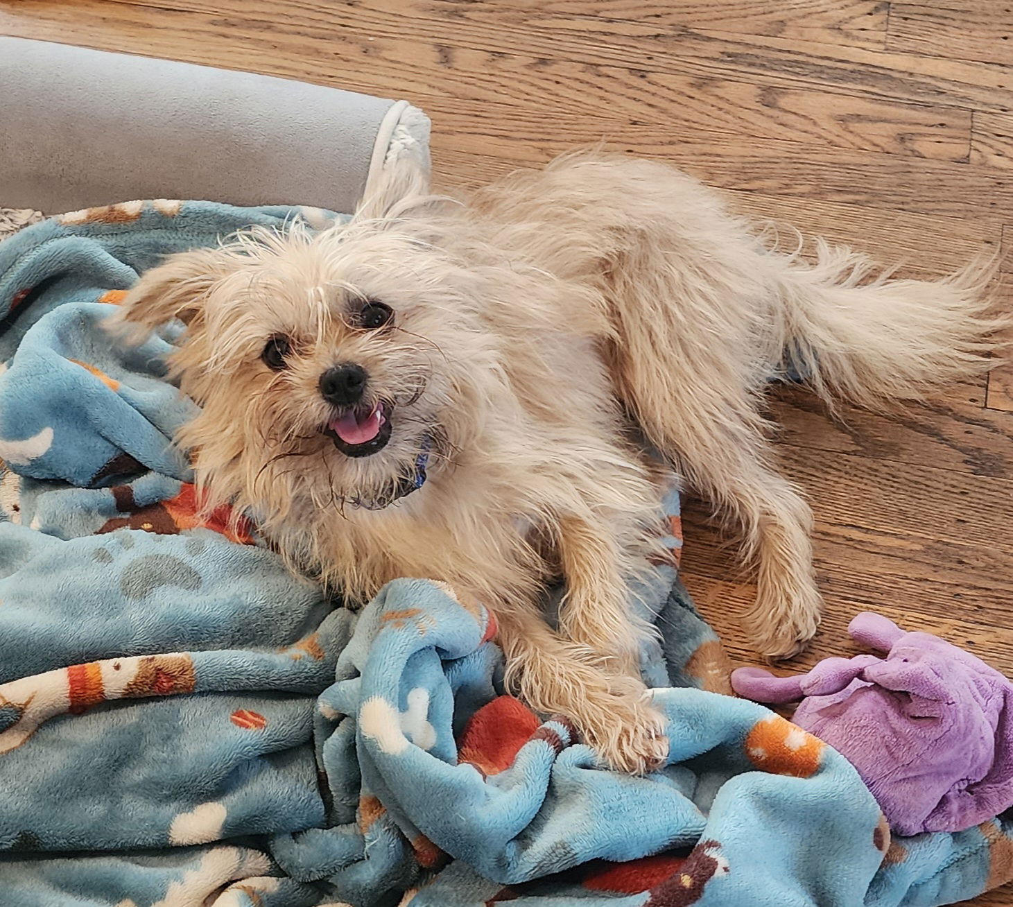 adoptable Dog in Philadelphia, PA named Lyle