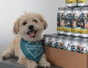adoptable Dog in  named Buckie
