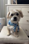 adoptable Dog in  named Buckie