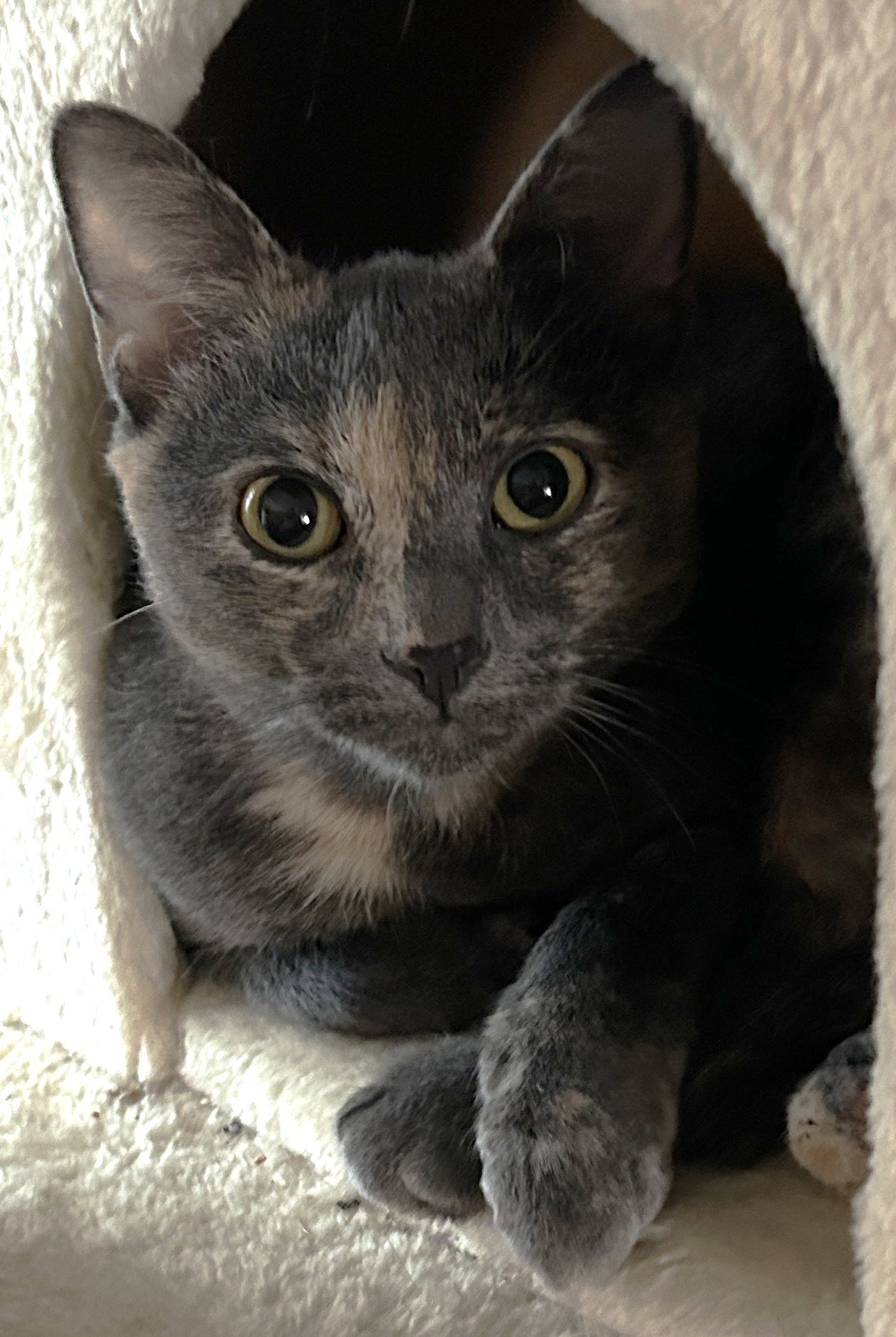 Cats for Adoption in Robbinsville, New Jersey | Alpha Paw