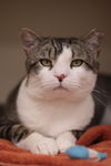 adoptable Cat in , PA named Roofus