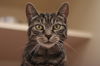 adoptable Cat in , PA named Suki