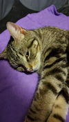 adoptable Cat in , PA named Cindy Laupurr