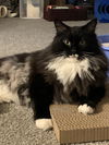 adoptable Cat in , PA named Sam Vimes