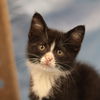 adoptable Cat in , PA named Scrapple