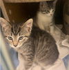 adoptable Cat in , PA named Busy & Rowdy