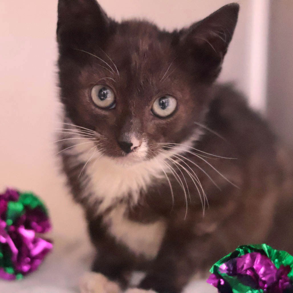 adoptable Cat in Philadelphia, PA named Salsa
