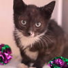 adoptable Cat in , PA named Salsa