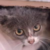 adoptable Cat in , PA named Guac