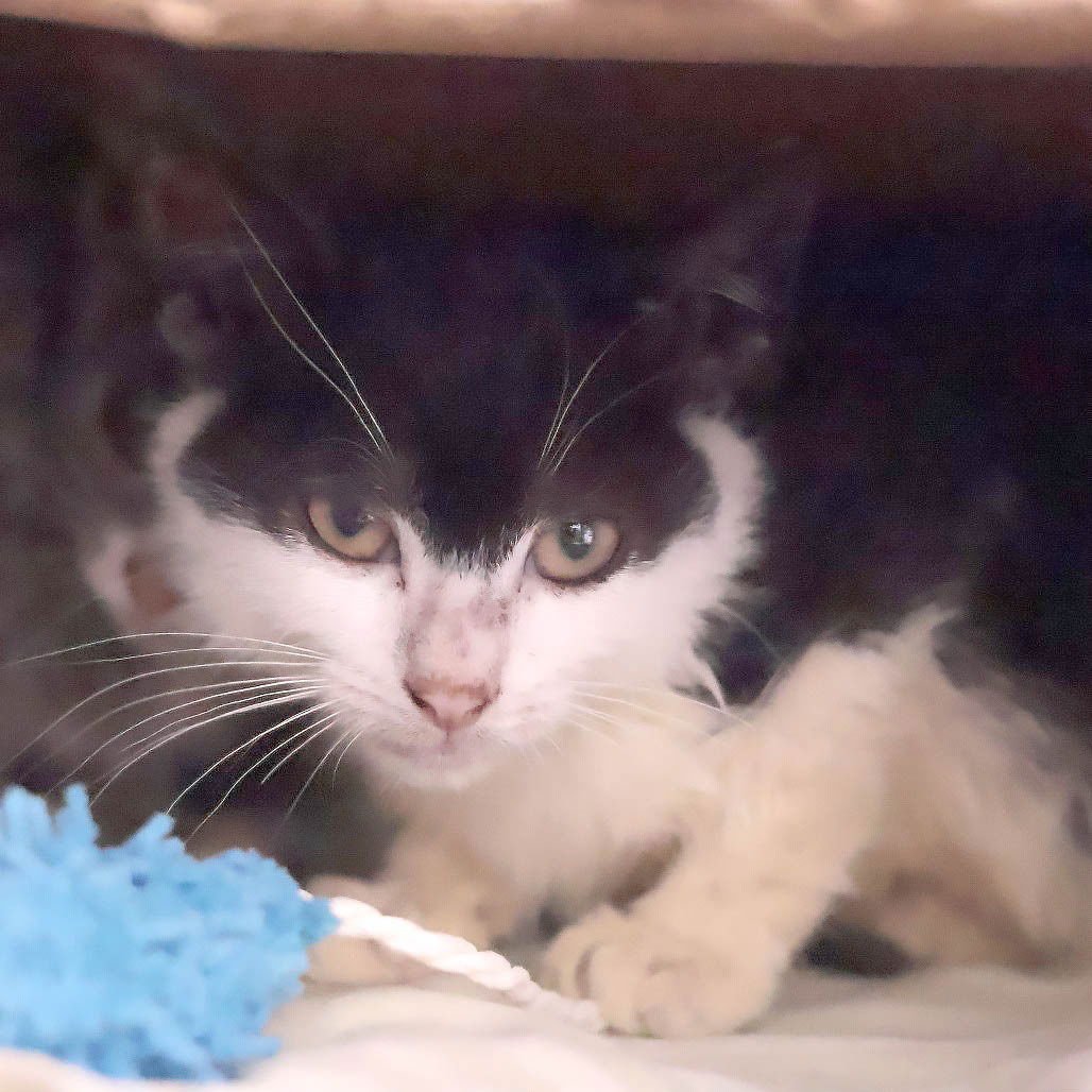 adoptable Cat in Philadelphia, PA named Poblano