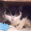 adoptable Cat in , PA named Poblano