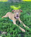 adoptable Dog in , PA named Plankton
