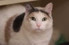 adoptable Cat in , PA named Lily Pad