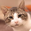 adoptable Cat in , PA named Binky Boo