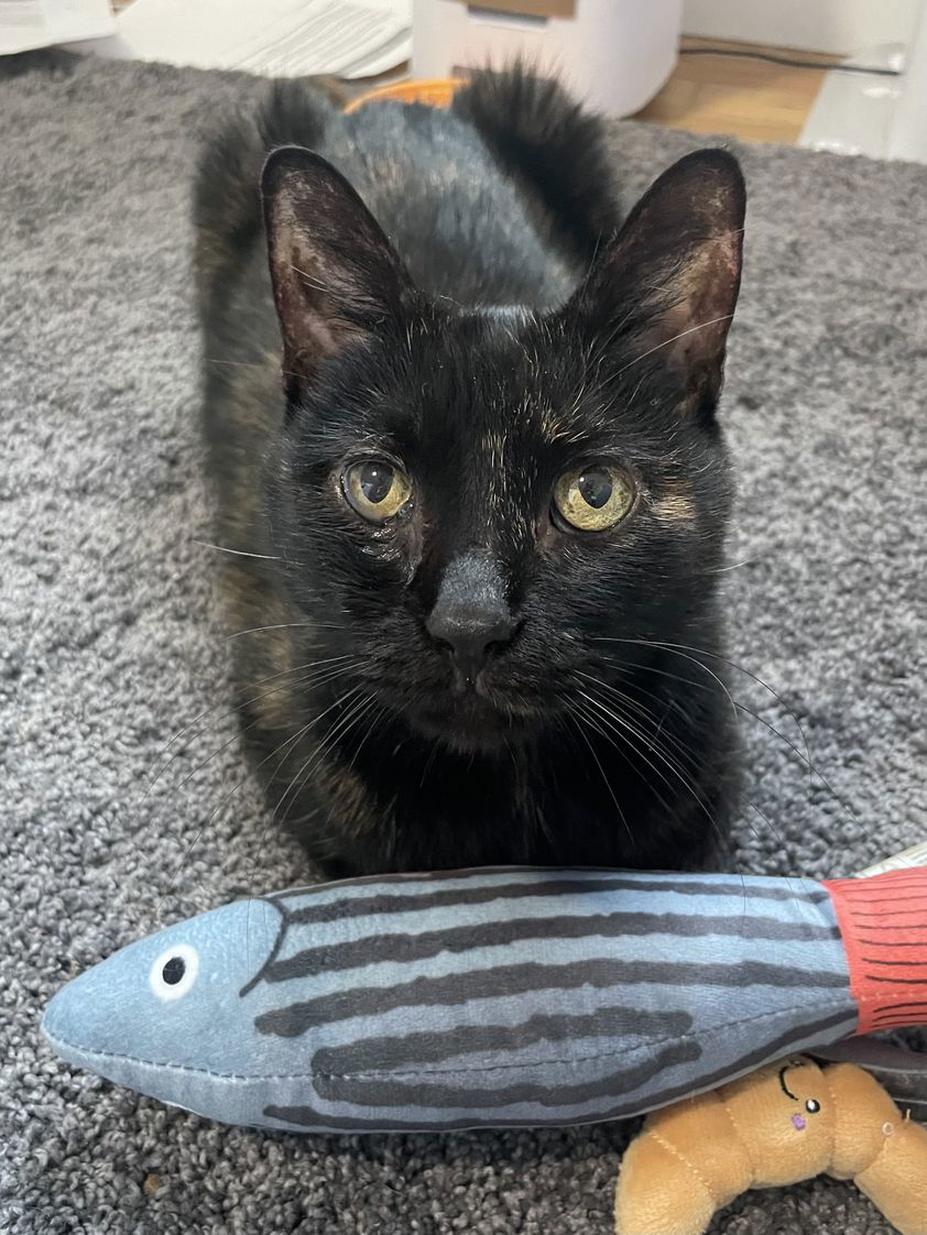 adoptable Cat in Philadelphia, PA named Rain