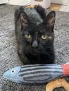 adoptable Cat in  named Rain