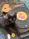 adoptable Cat in  named Rye