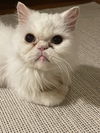 adoptable Cat in  named Samie