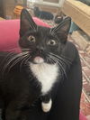 adoptable Cat in  named Toothless