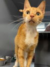 adoptable Cat in  named Winston