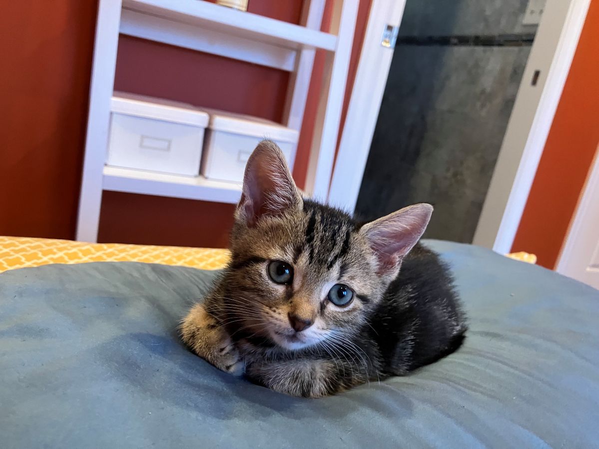 adoptable Cat in Philadelphia, PA named Holler