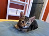adoptable Cat in  named Holler