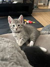 adoptable Cat in  named Shiitake