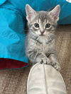 adoptable Cat in  named Button