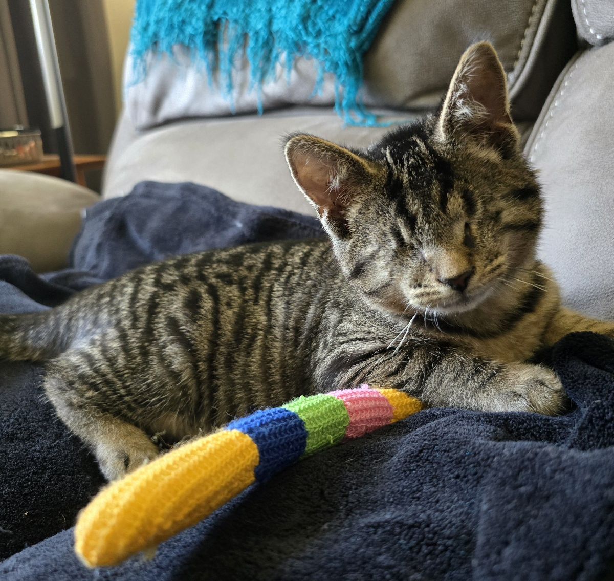 adoptable Cat in Philadelphia, PA named Eye-saiah