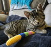 adoptable Cat in , PA named Eye-saiah