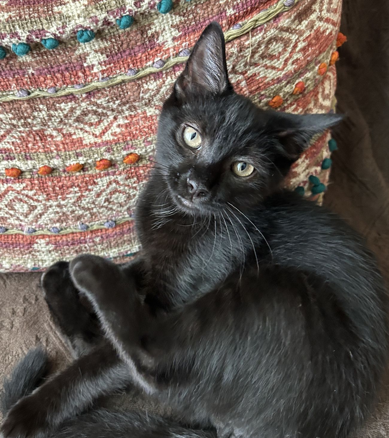 adoptable Cat in Philadelphia, PA named Boom!