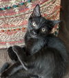 adoptable Cat in , PA named Boom!