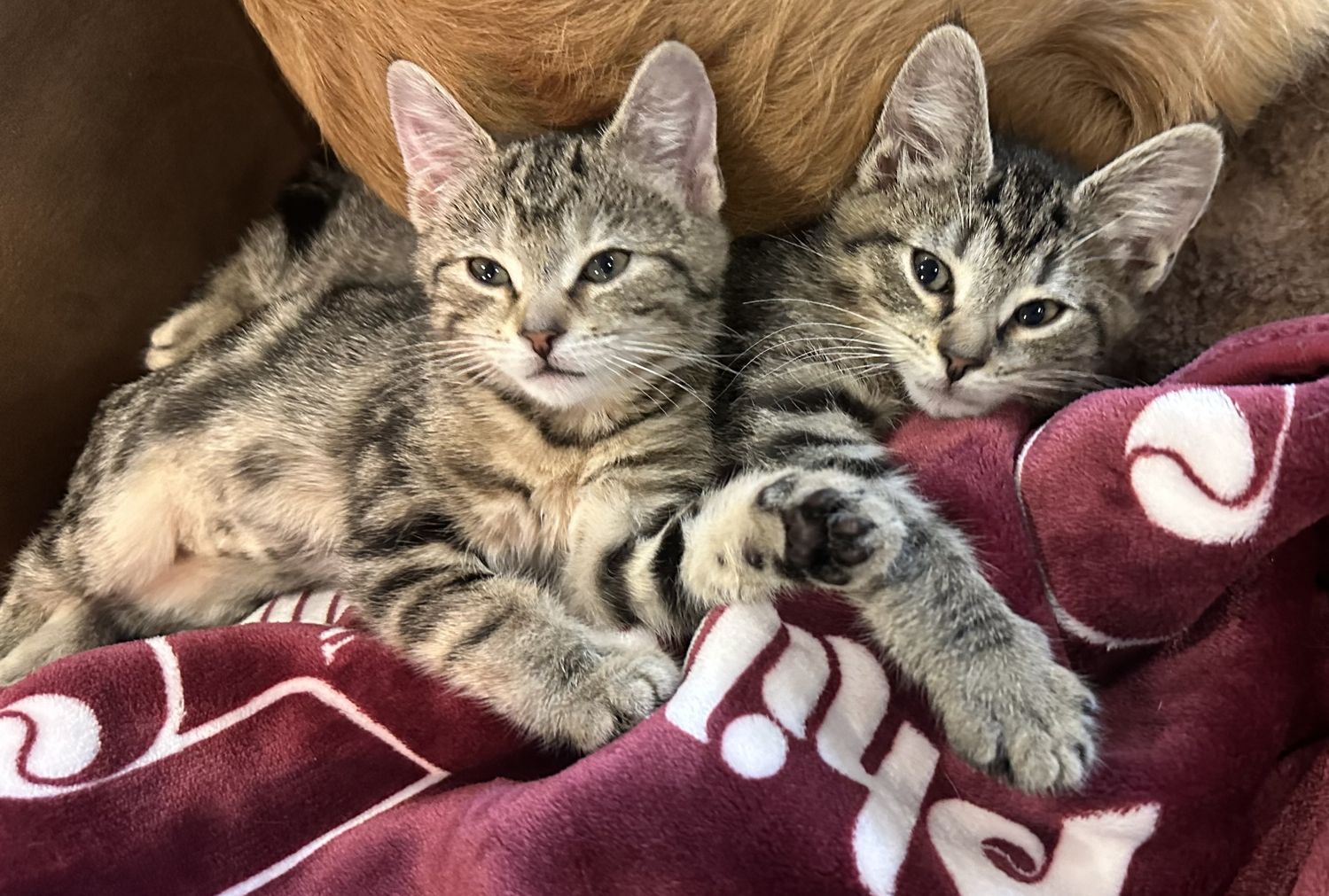 adoptable Cat in Philadelphia, PA named Cinnamon & Nutmeg **Bonded Pair**