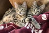 adoptable Cat in , PA named Cinnamon & Nutmeg **Bonded Pair**