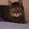 adoptable Cat in , PA named Natty