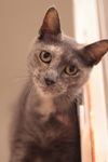 adoptable Cat in  named Kodama